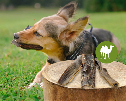 Kamelja koža glave - 250 g