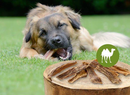 Sušeno kamelje grlo - 100 g