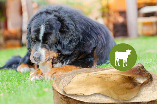 Telečja ušesa z ušesno lupino - 5 kosov