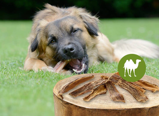 Kamelje meso v prehrani psa 🐪