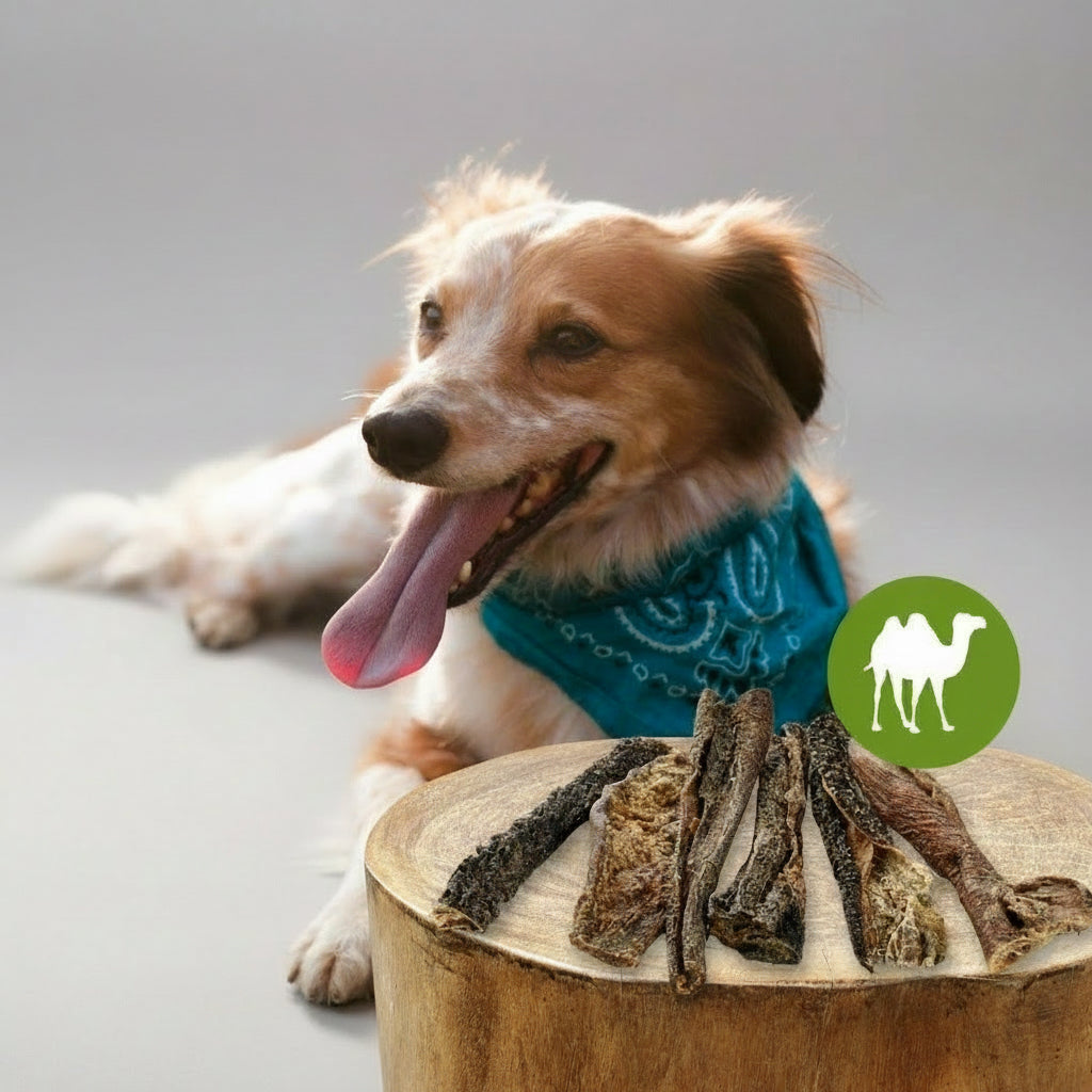 Kamelji vampi - 100 g